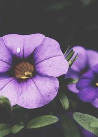 羞羞漫画-海贼王